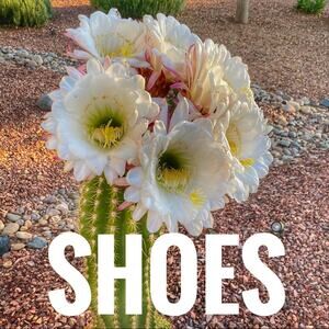 Shoes‎